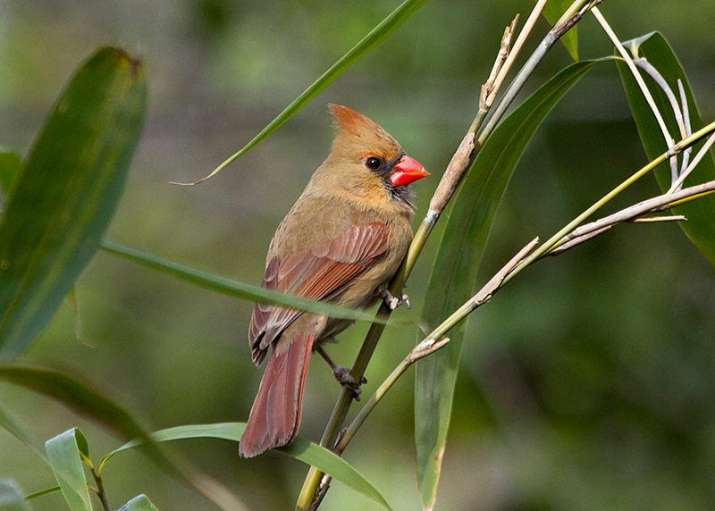 Northern Cardinal Female