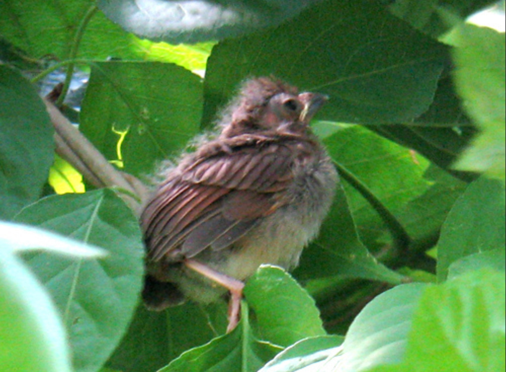 Northern Cardinal Fledgling