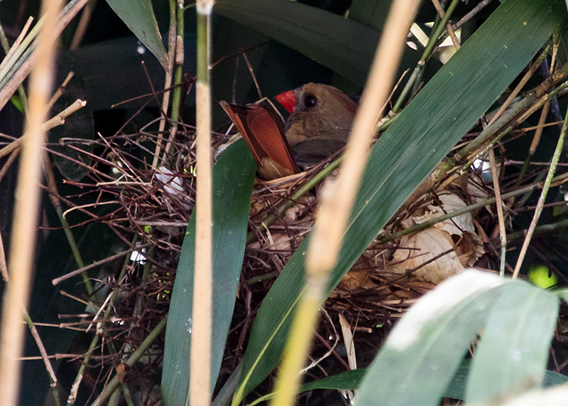 Northern Cardinal Female