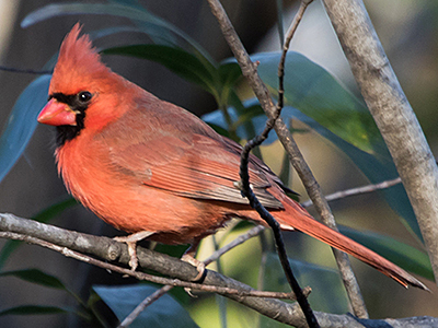 Northern Cardinal