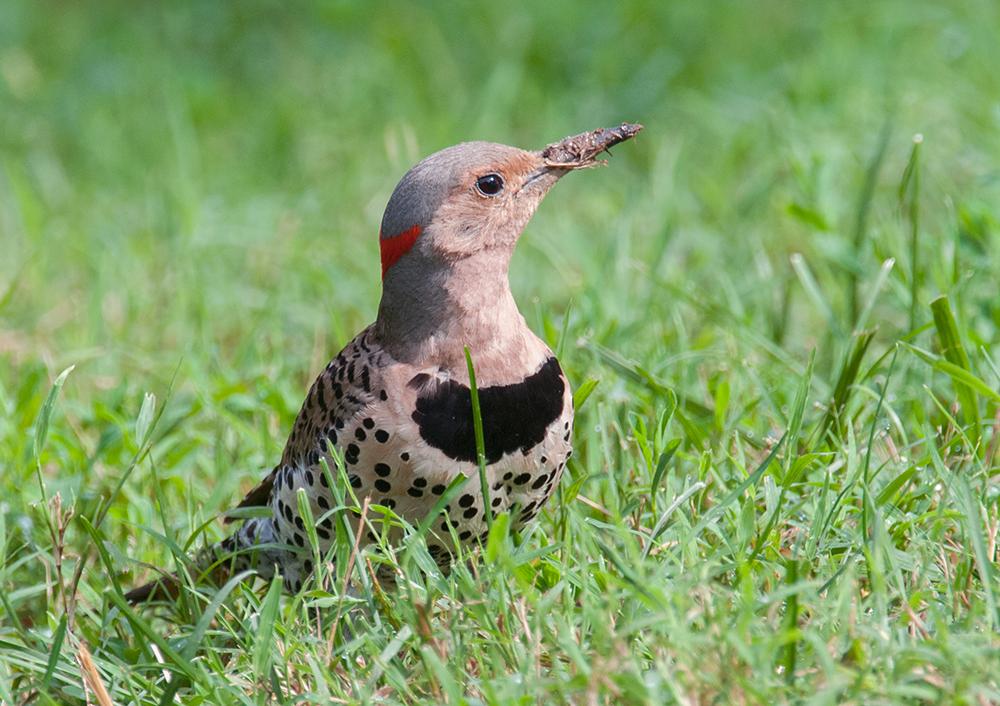 Northern Flicker Female