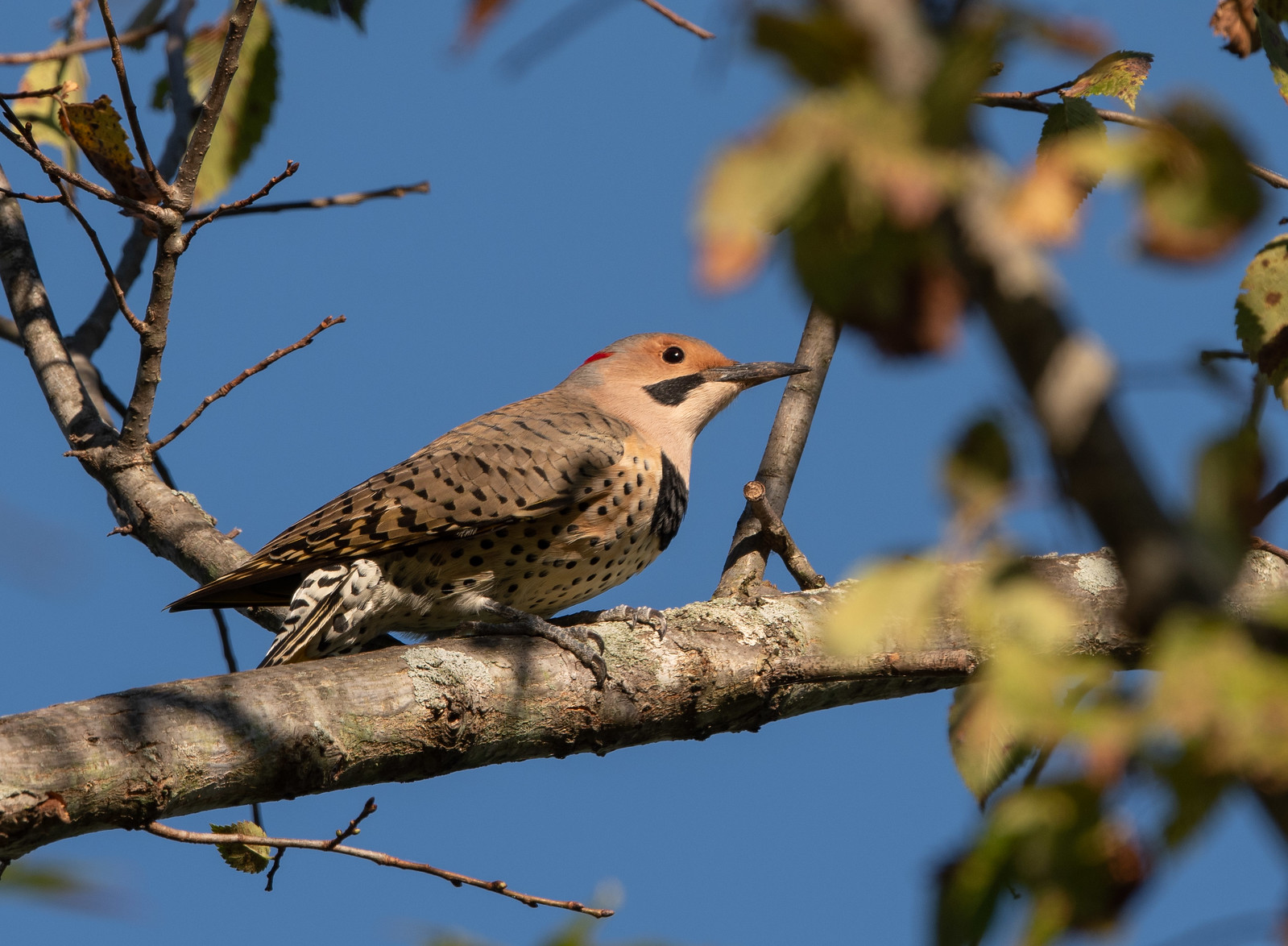 Northern Flicker Female