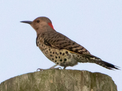 Northern Flicker