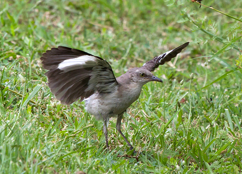 Northern Mockingbird