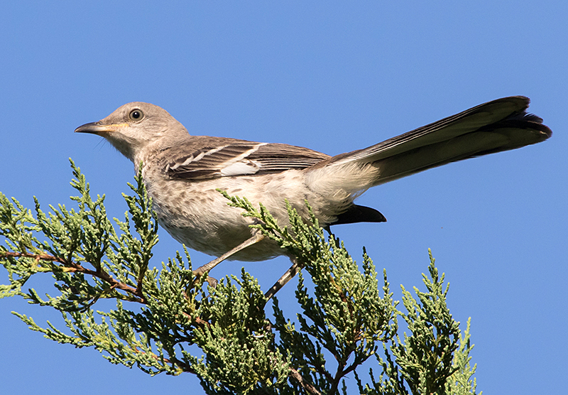 Juvenile Northern Mockingbird