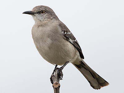 Northern Mockingbird