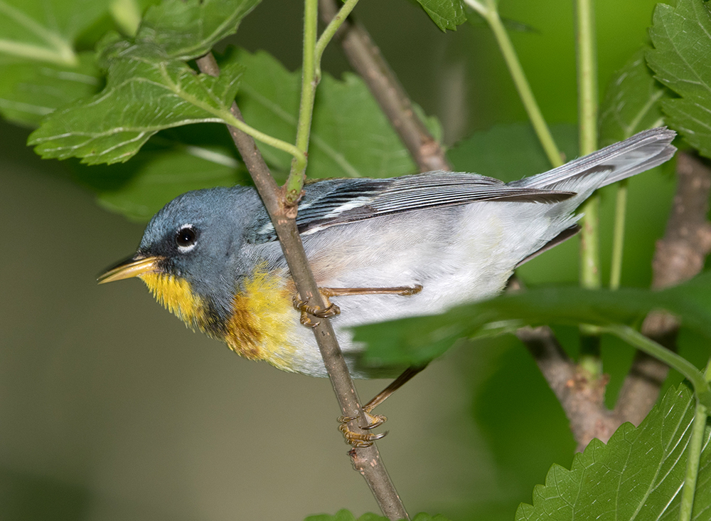 Northern Parula Male