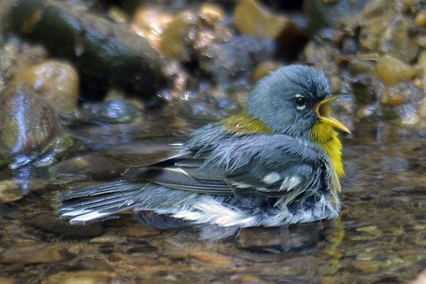 Northern Parula Male