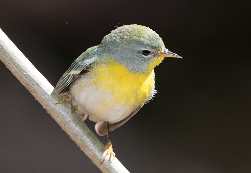 Northern Parula Female