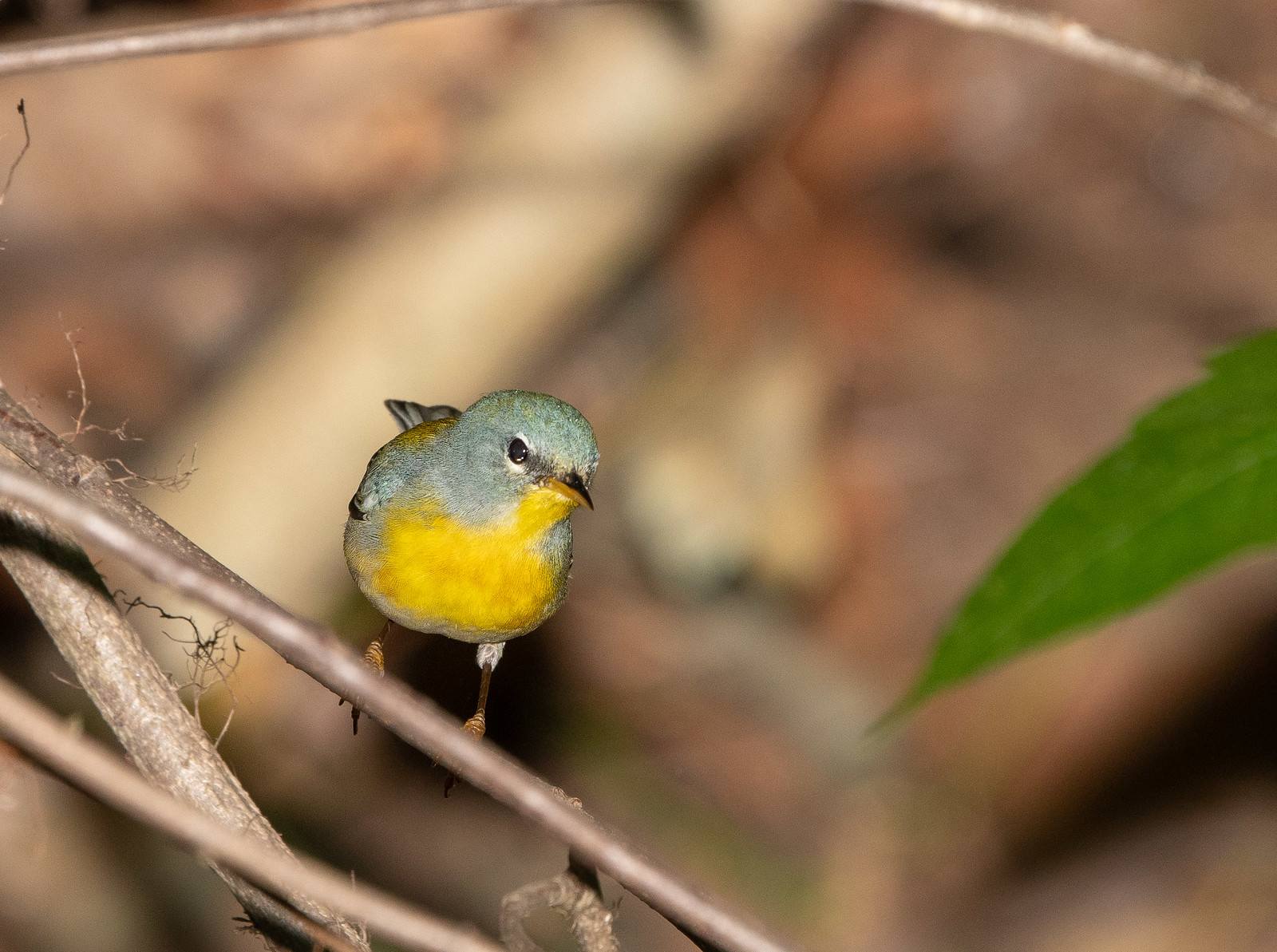 Northern Parula Female