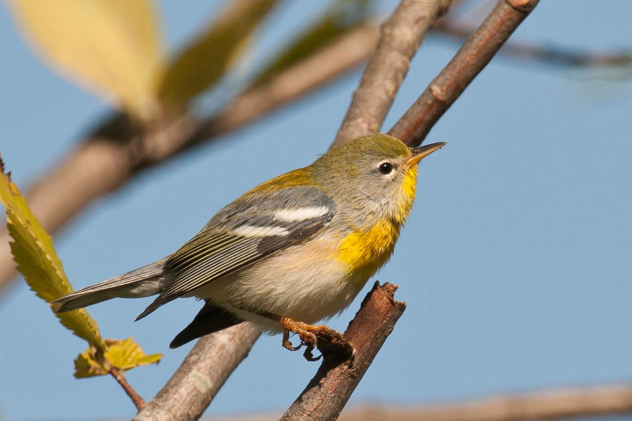 Northern Parula Fall First-year Male