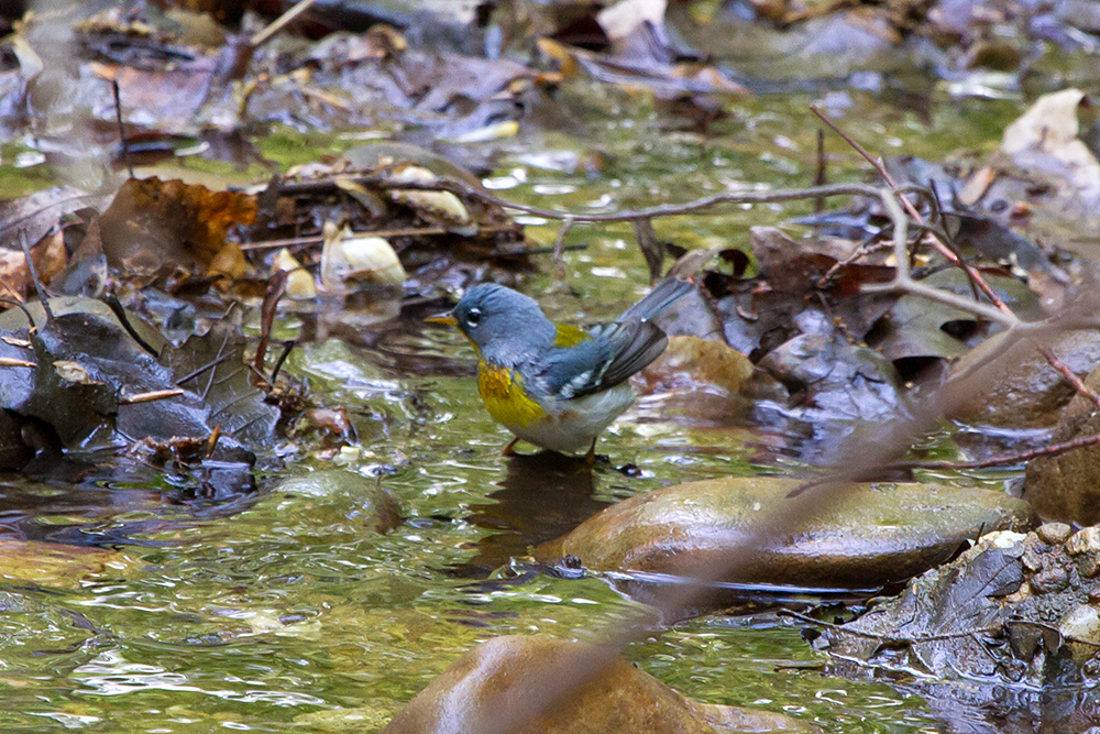 Northern Parula Male