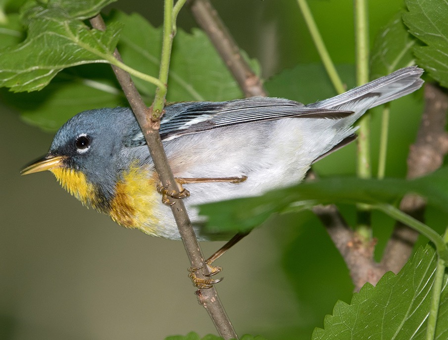 Northern Parula