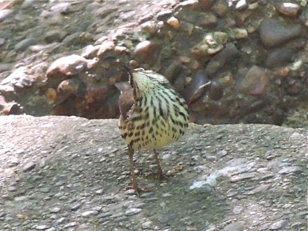 Northern Waterthrush showing throat