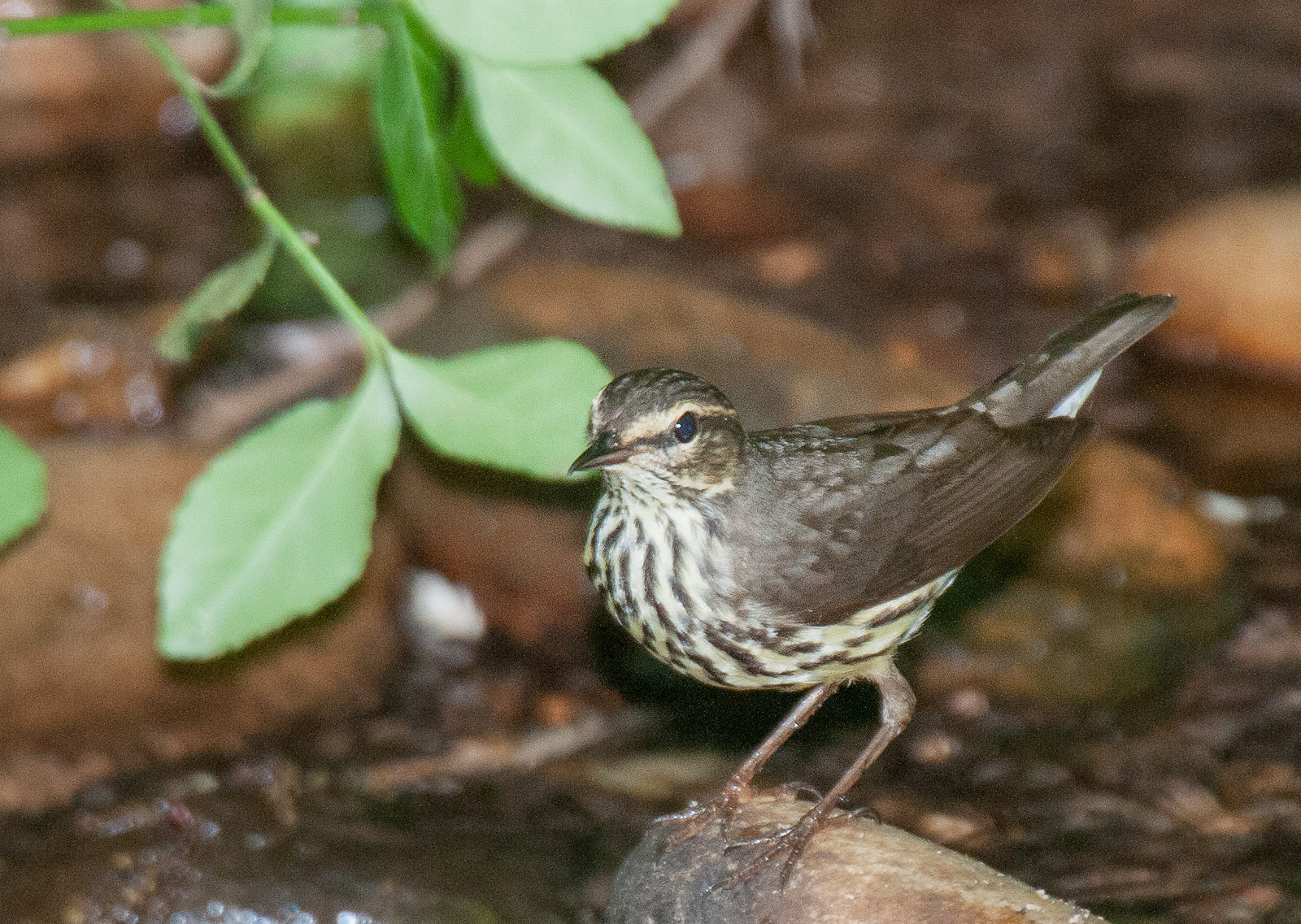 Northern Waterthrush