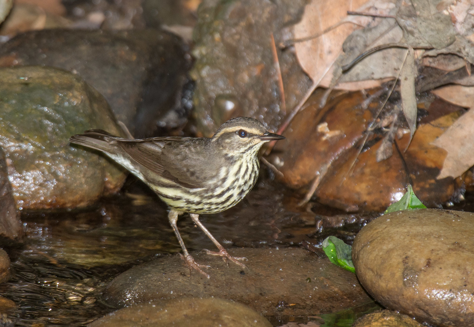 Northern Waterthrush