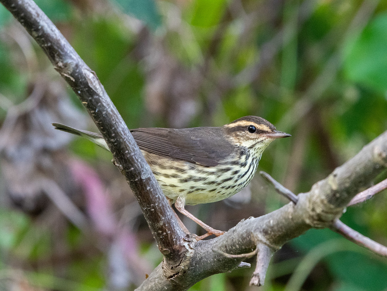 Northern Waterthrush showing throat