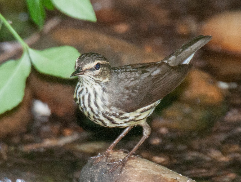 Northern Waterthrush