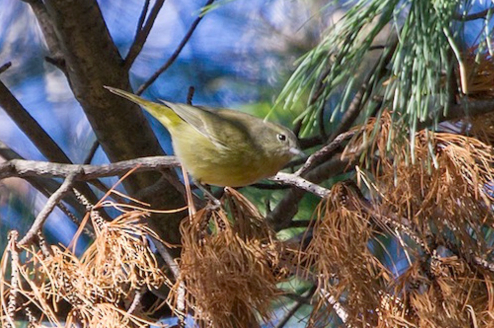 Orange-crowned Warbler