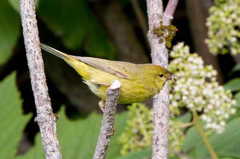 Orange-crowned Warbler