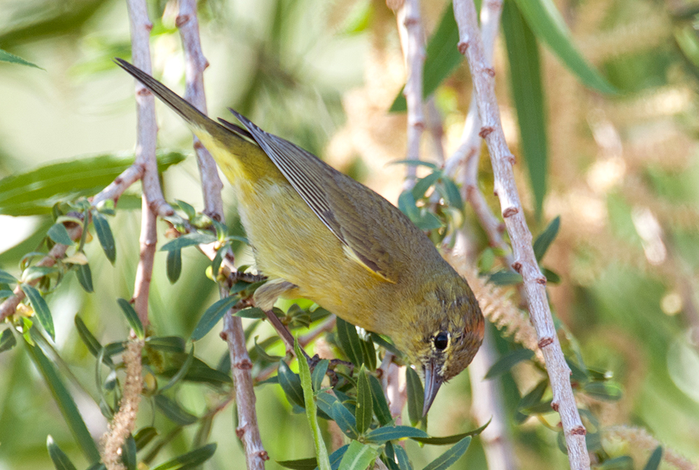 Orange-crowned Warbler