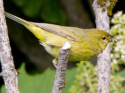 Orange-crowned Warbler