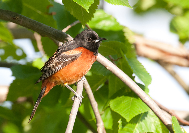 Orchard Oriole Male