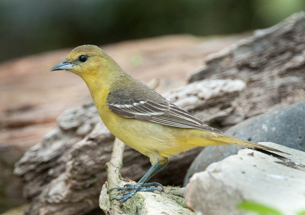 Orchard Oriole Female