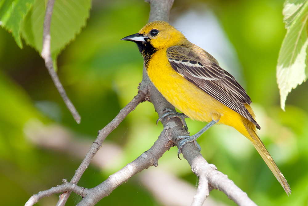 Orchard Oriole Immature Male