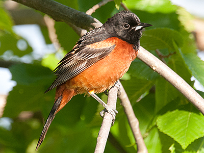 Orchard Oriole