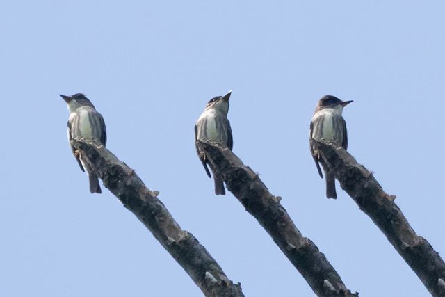 Olive-sided Flycatcher Composite