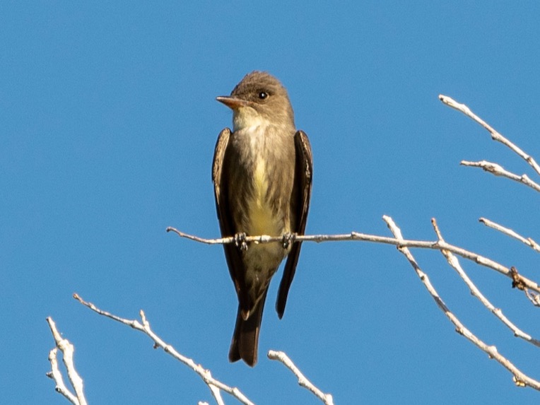 Olive-sided Flycatcher
