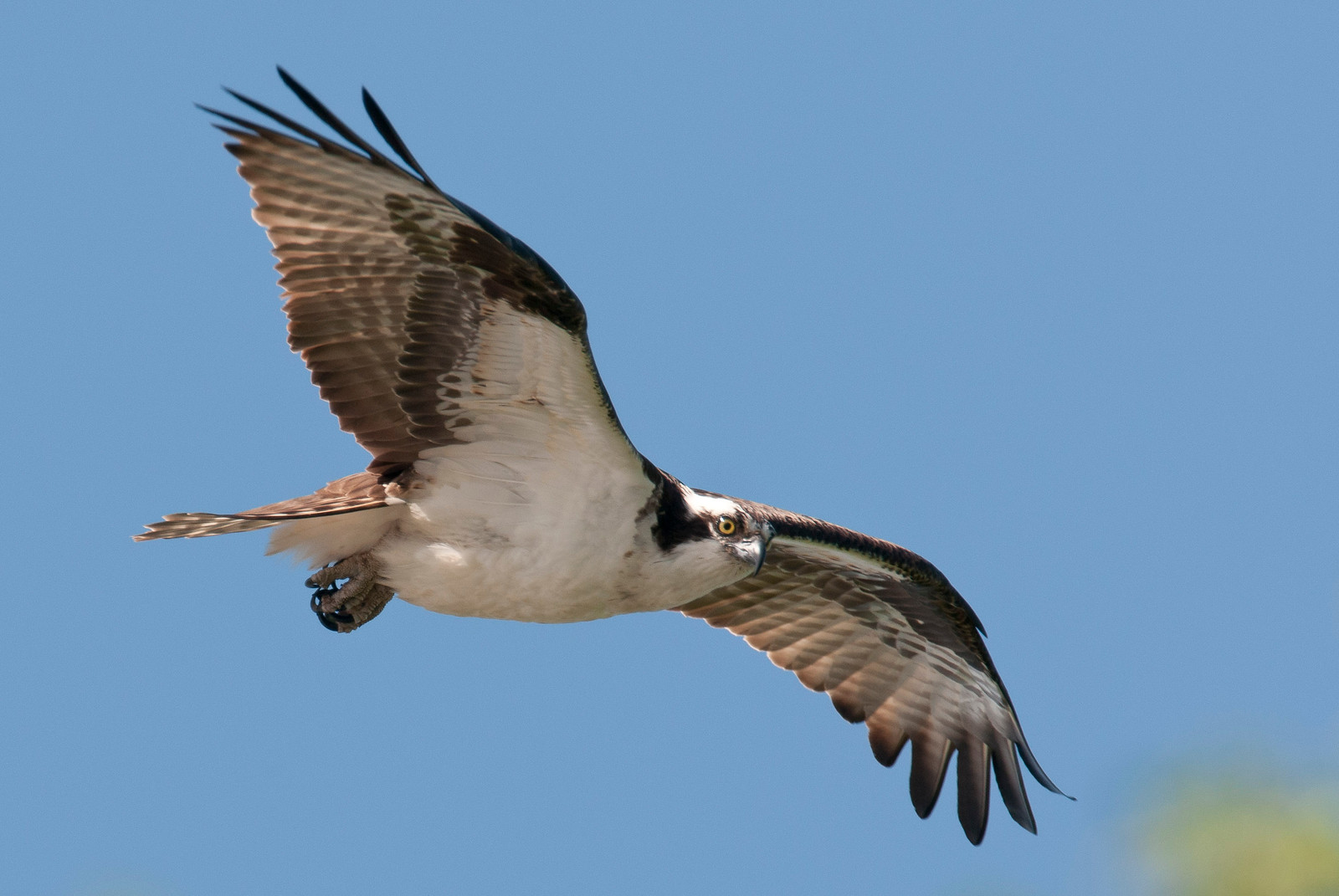 Osprey Male