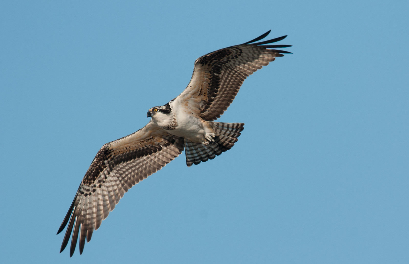 Osprey Male