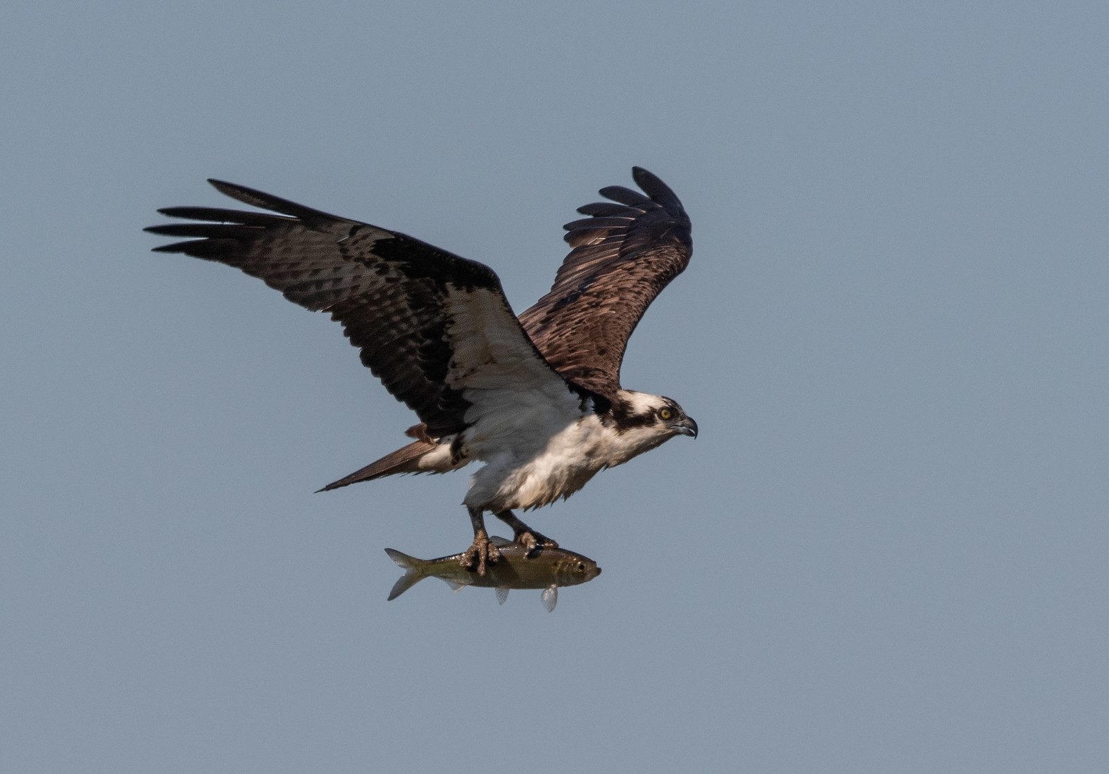 Osprey Male