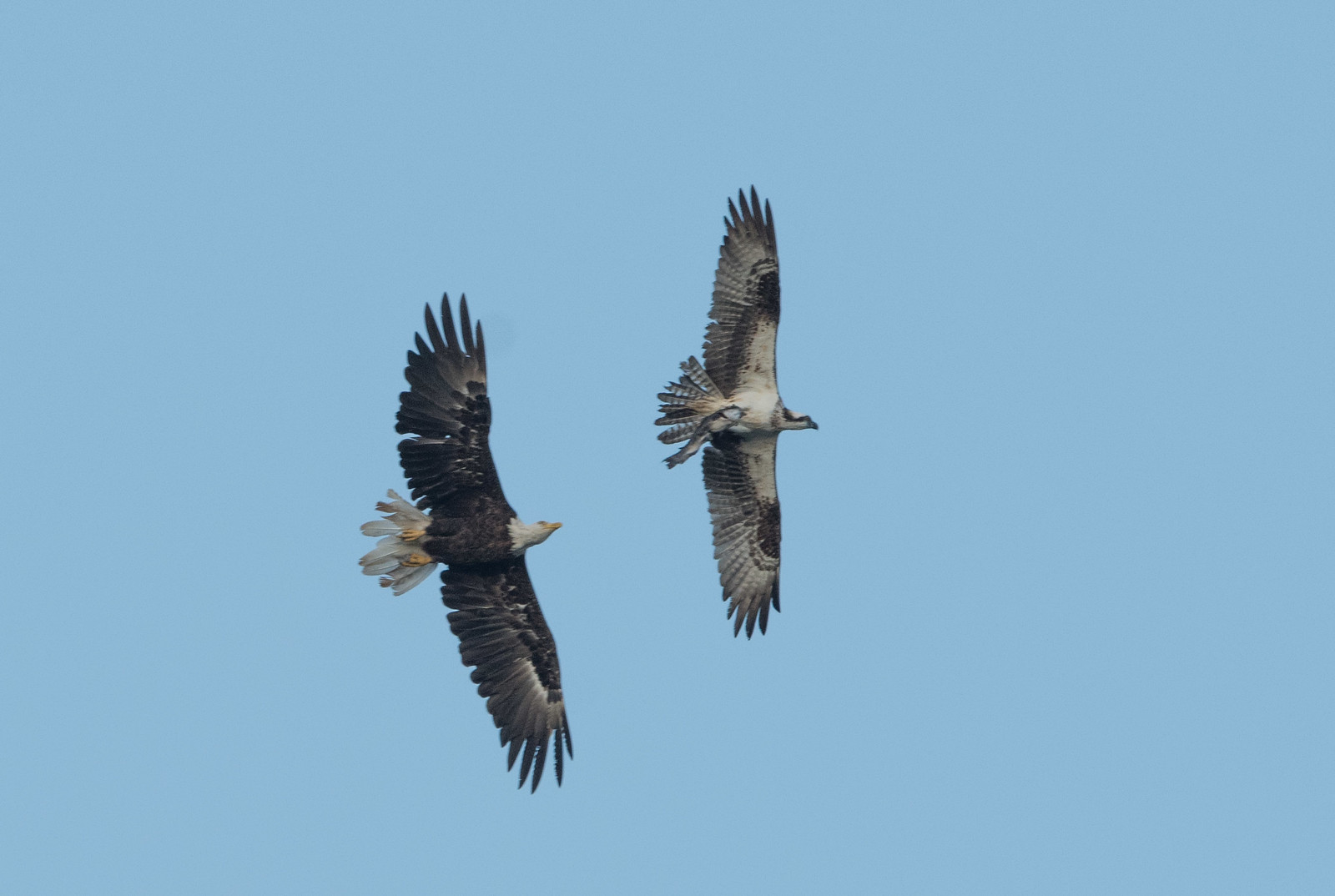 Osprey Male