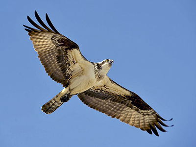 Osprey