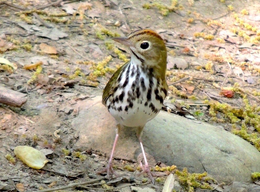 Ovenbird