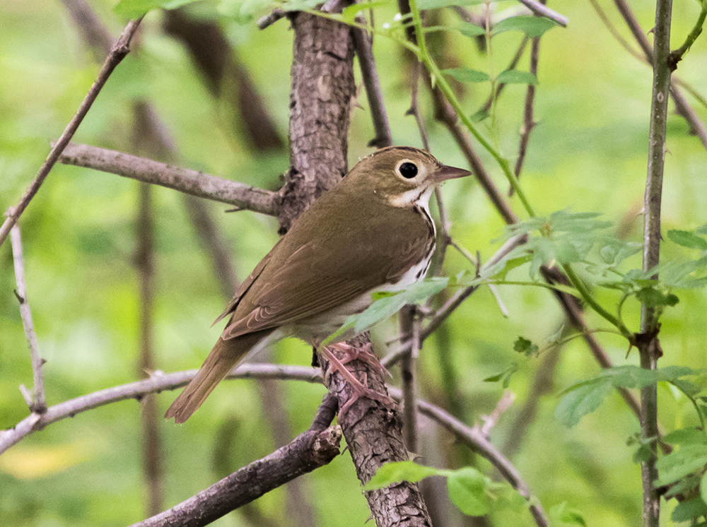 Ovenbird