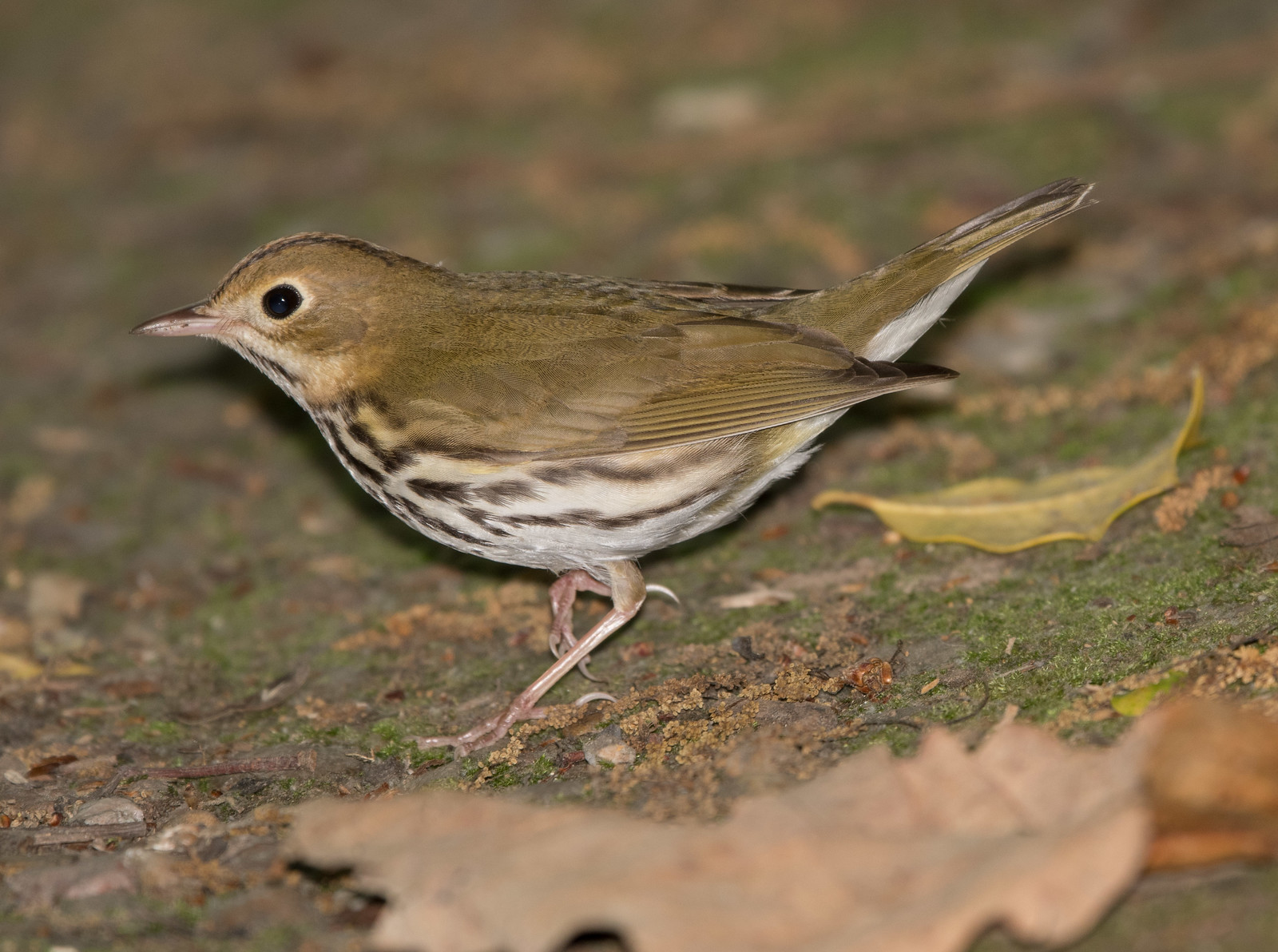 Ovenbird