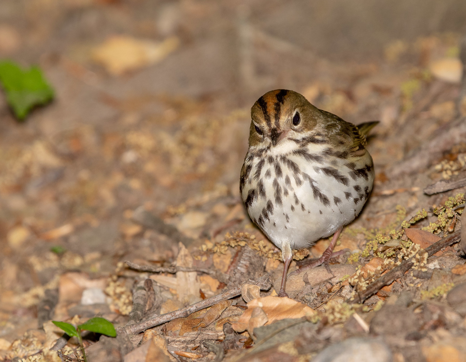 Ovenbird