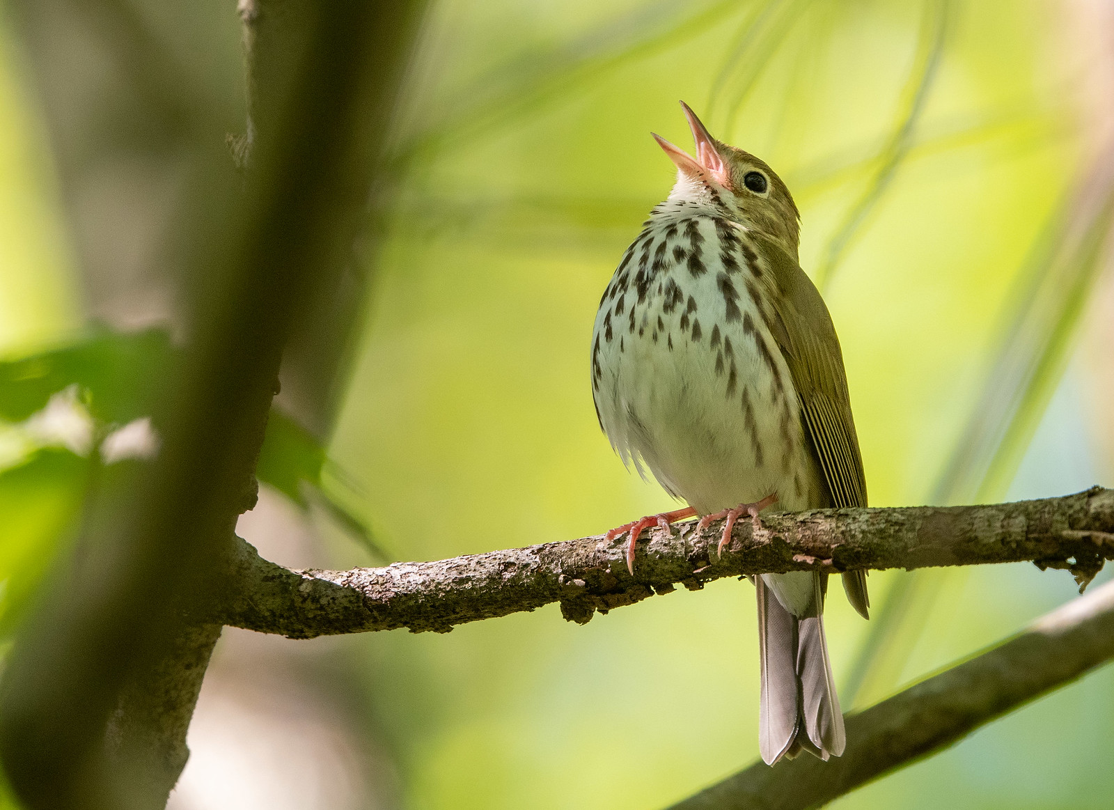 Ovenbird