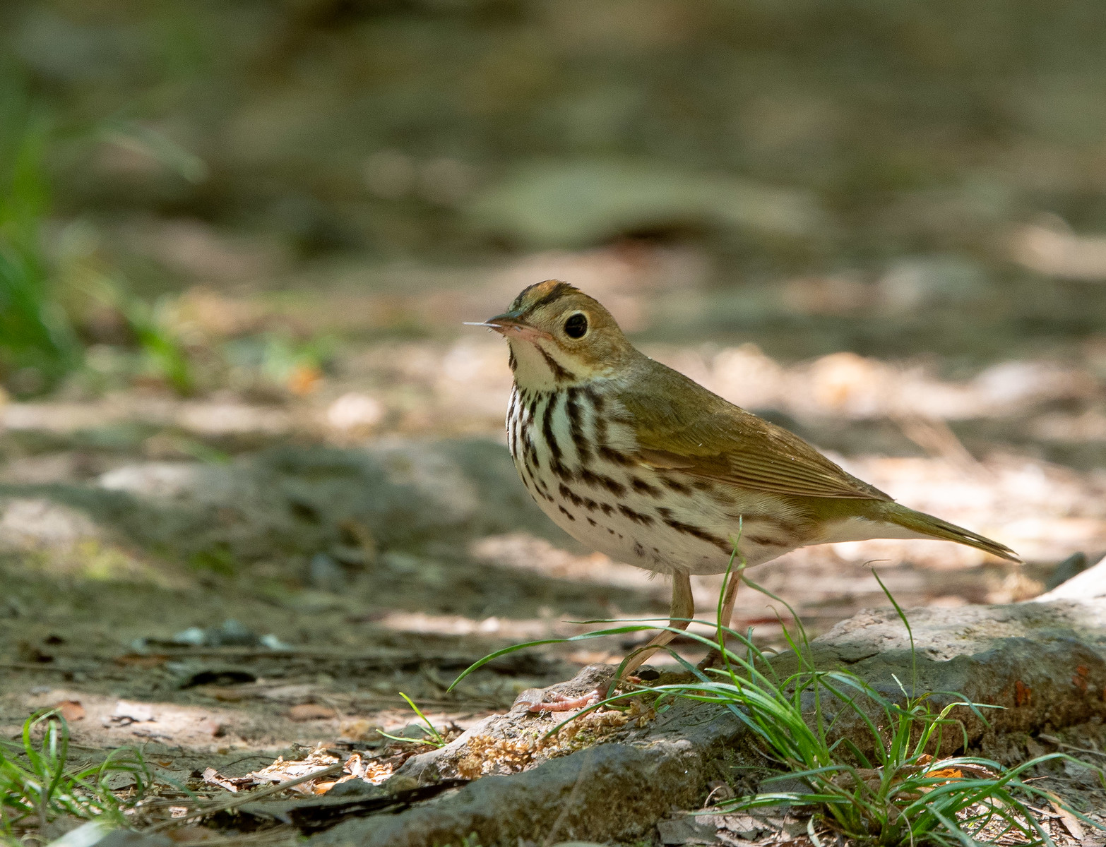 Ovenbird