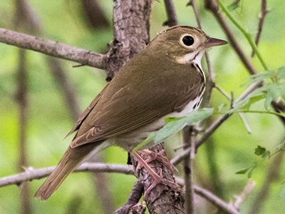 Ovenbird