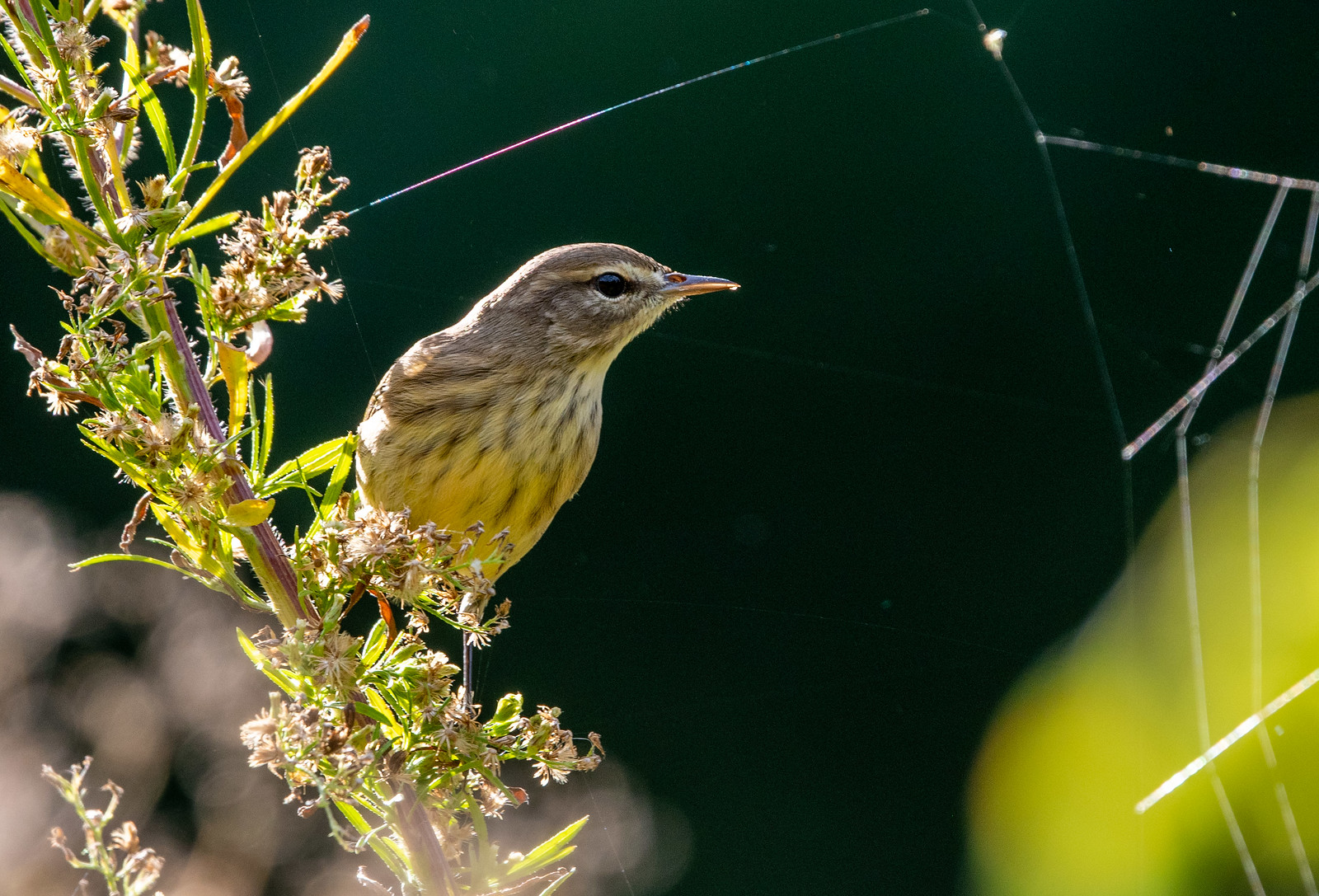 Fall Eastern Palm Warbler