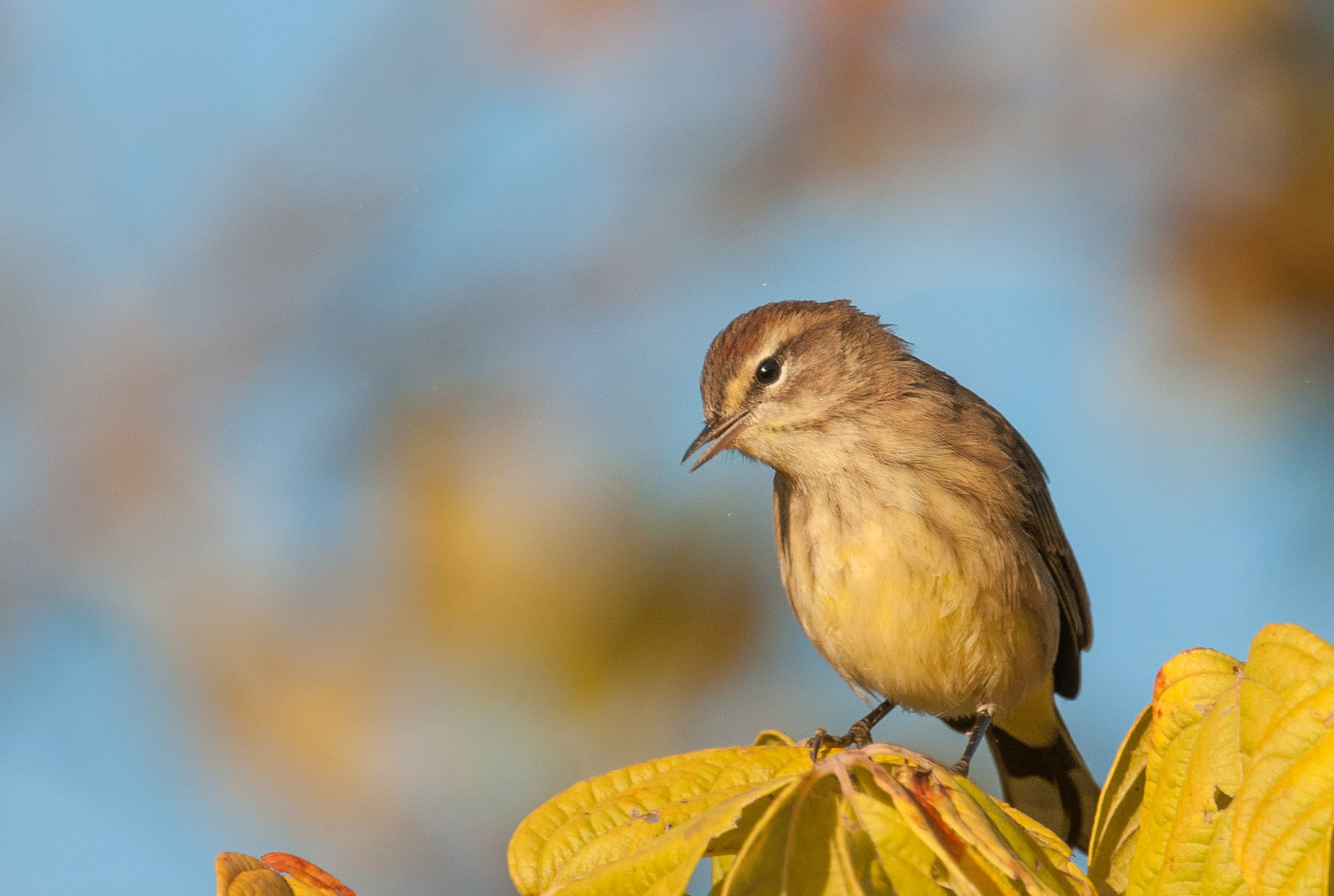 Fall Eastern Palm Warbler