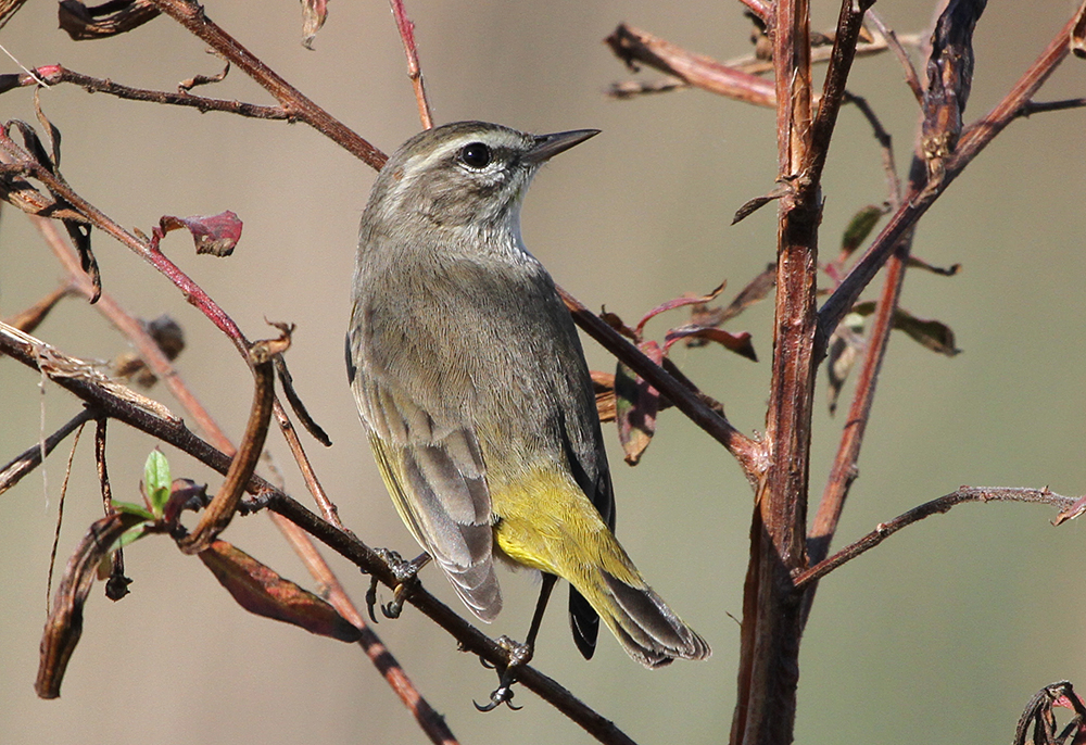 Western Palm Warbler