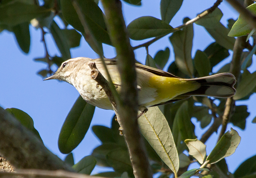 Western Palm Warbler