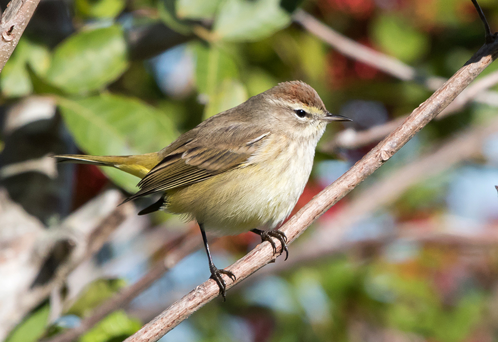 Western Palm Warbler