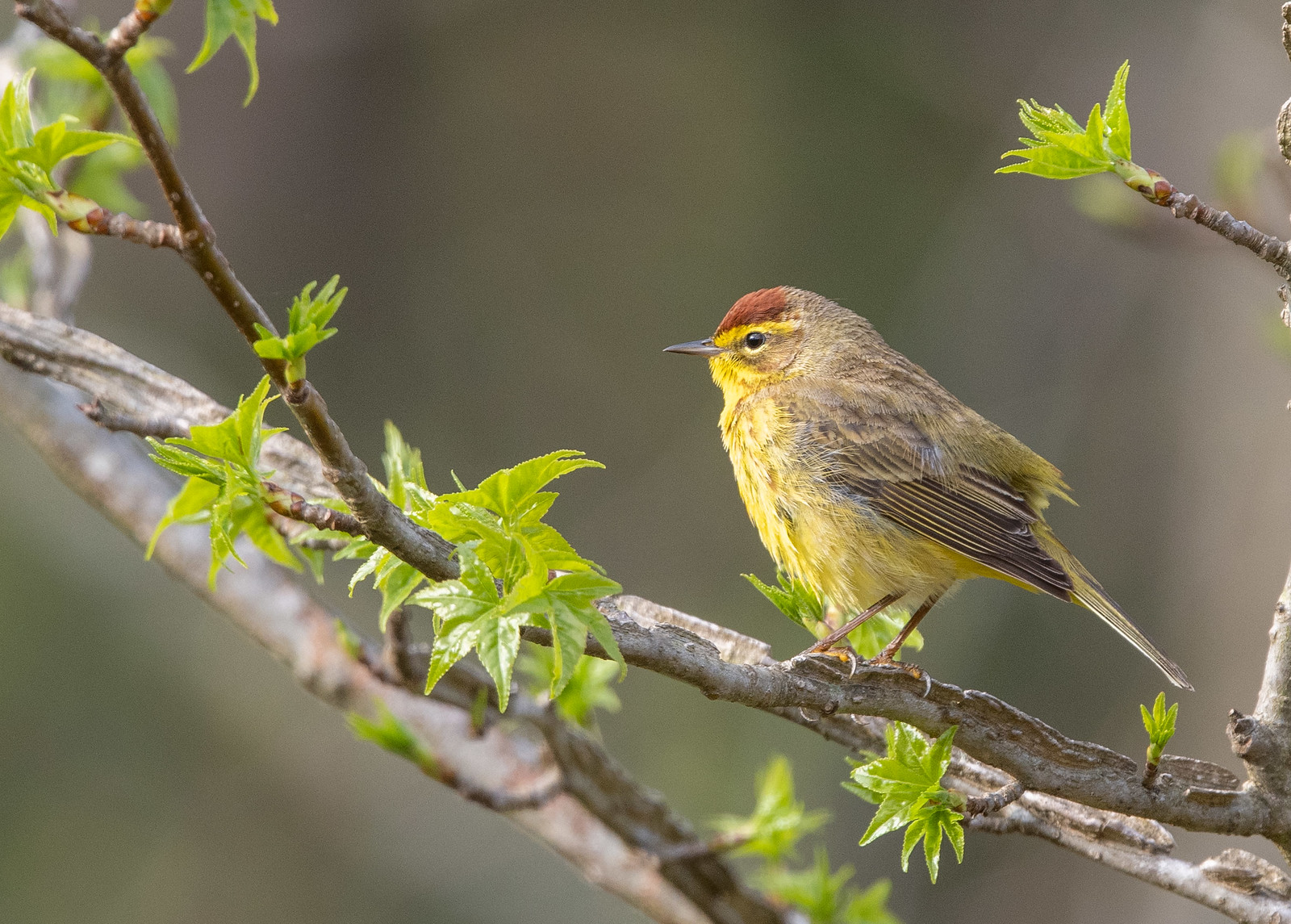 Eastern Palm Warbler